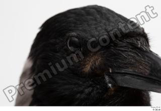 Carrion crow bird eye head 0001.jpg